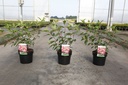 Hydrangea paniculata VANILLE FRAISE (PBR) cont. 3,6L 40-50 cm +p