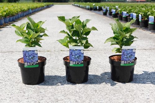 Hydrangea macrophylla 'Blaumeise' cont. 3,6L 25-30 cm (Teller Blau) +B