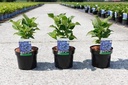 Hydrangea macrophylla 'Blaumeise' cont. 3,6L 25-30 cm (Teller Blau) +B