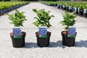 Hydrangea macrophylla 'Blaumeise' cont. 3,6L 25-30 cm (teller blue) +p