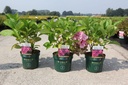Hydrangea macrophylla BELLE SEDUCTION (PBR) cont. 3,6L 30/+ cm +p