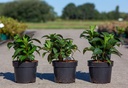 Hydrangea serrata AVELROZ (PBR) cont. 3,6L 30/+ cm +p