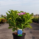 Hydrangea macrophylla 'Blaumeise' cont. 10L 40-50 cm (teller blue) +p