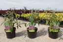 Buddleja davidii 'Pink Delight' cont. 3,6L 50-60 cm +p