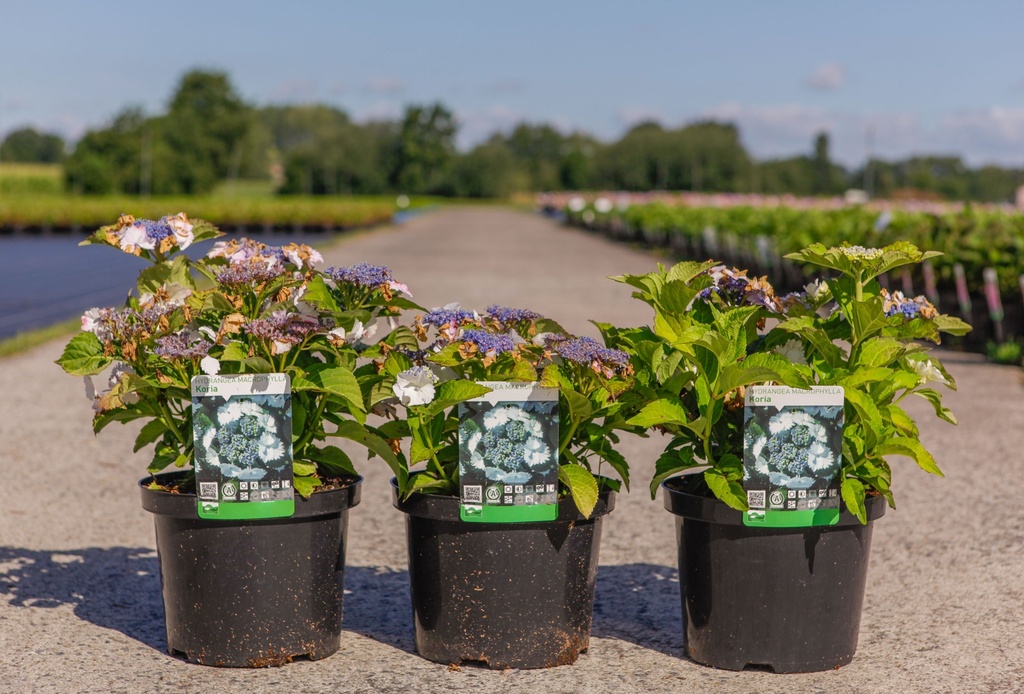 Hydrangea macrophylla 'Koria' cont. 5L 30-40 cm (teller white) +p