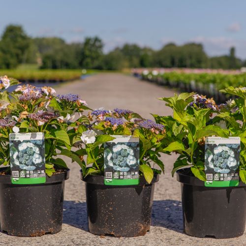 Hydrangea macrophylla 'Koria' cont. 5L 30-40 cm (teller white) +p