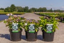 Hydrangea macrophylla 'Koria' cont. 5L 30-40 cm (Teller Weiß) +B