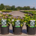 Hydrangea macrophylla 'Koria' cont. 5L 30-40 cm (teller white) +p