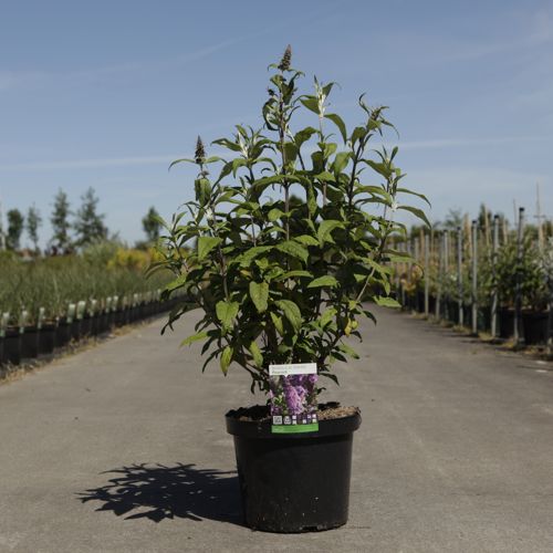 [P] Buddleja davidii PEACOCK (PBR) cont. 10L 80/+ cm +p