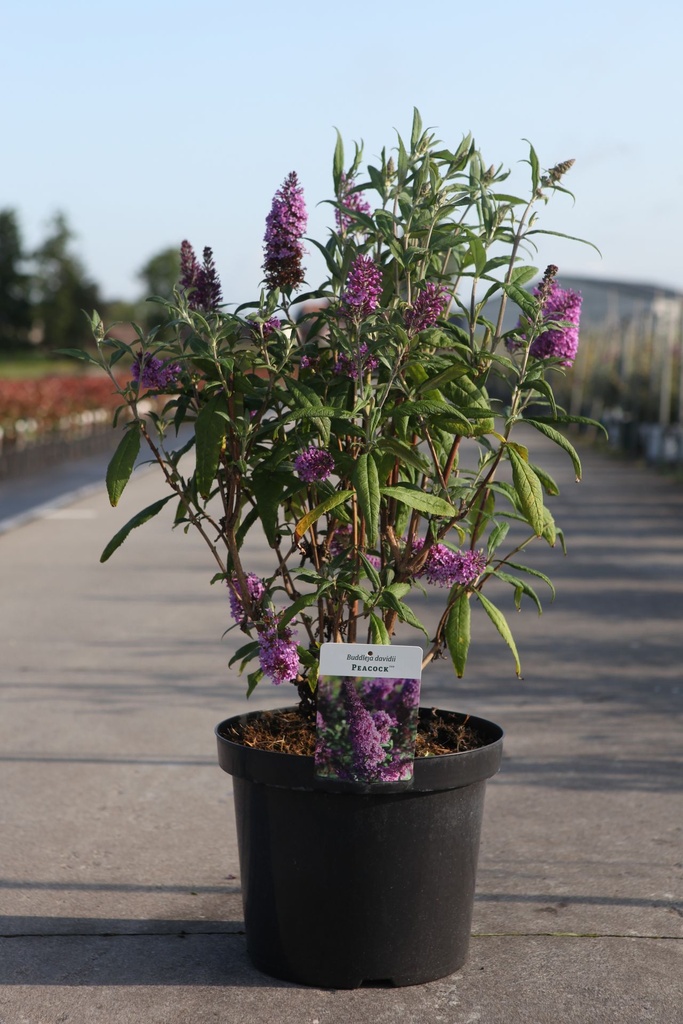 [P] Buddleja davidii PEACOCK (PBR) cont. 10L 80/+ cm +p
