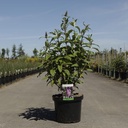 Buddleja davidii PEACOCK (PBR) cont. 10L 80/+ cm +ф