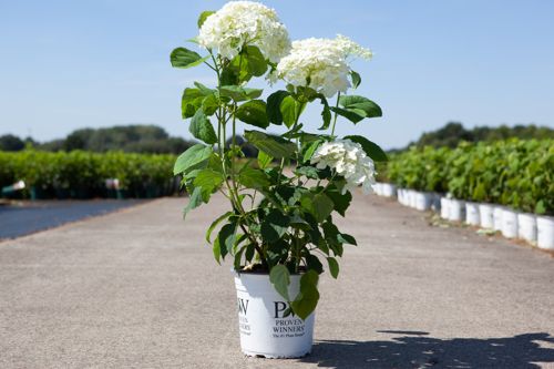 Hydrangea arborescens Proven Winners® STRONG ANNABELLE (PBR) cont. 5L deco 40-50 cm +p