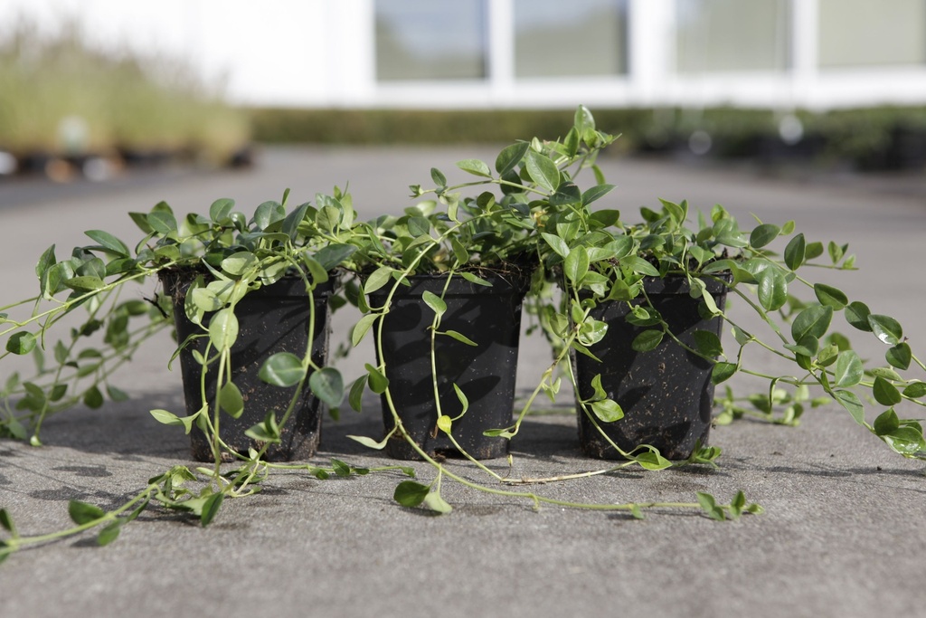 Vinca minor cont. 0,4L (P9)