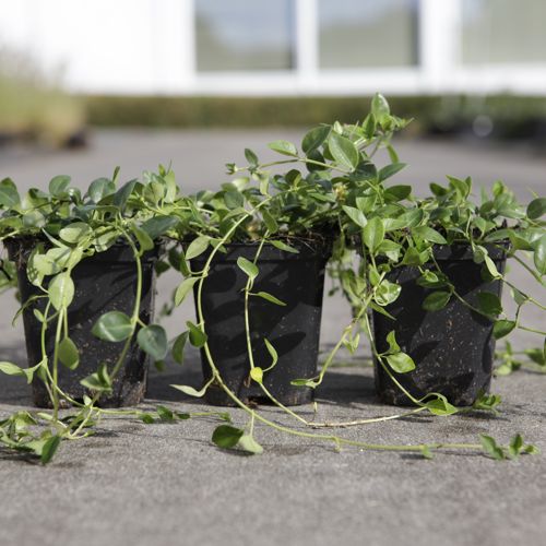Vinca minor cont. 0,4L (P9)
