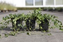 Vinca minor cont. 0,4L (P9)