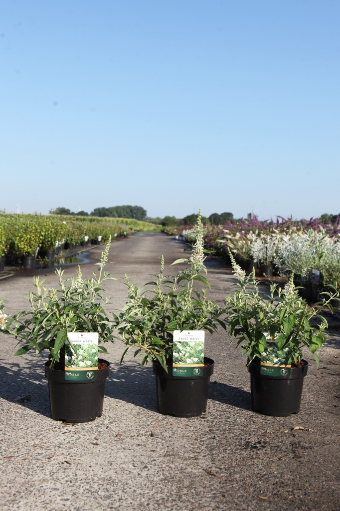 [P] Buddleja davidii PEACOCK (PBR) cont. 3,6L 30-40 cm +ф