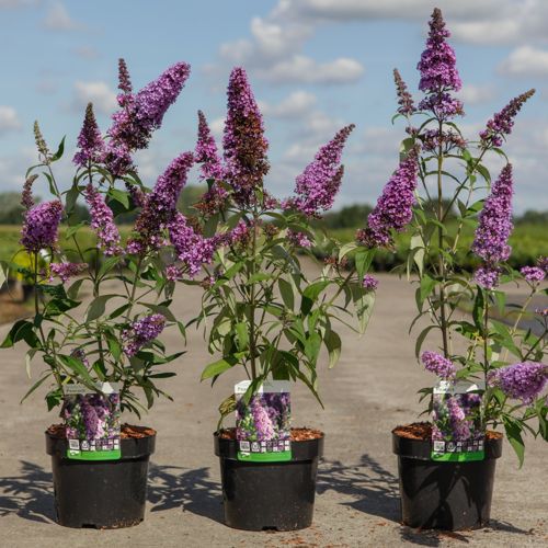Buddleja davidii PEACOCK (PBR) cont. 3,6L 30-40 cm +B