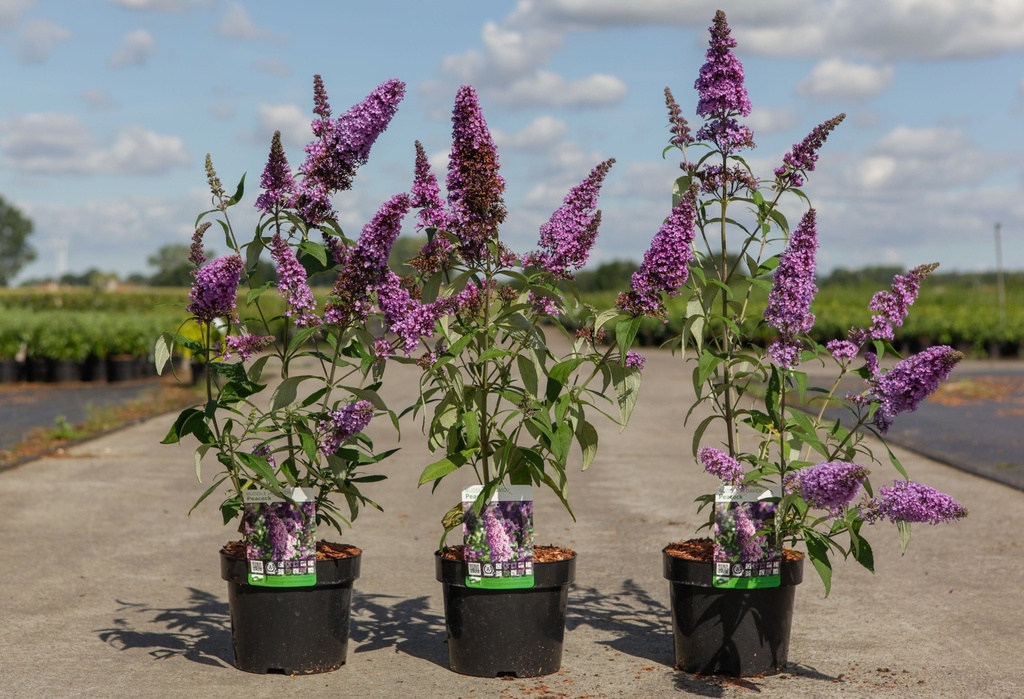 Buddleja davidii PEACOCK (PBR) cont. 3,6L 30-40 cm +p