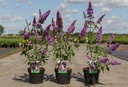 Buddleja davidii PEACOCK (PBR) cont. 3,6L 30-40 cm +p