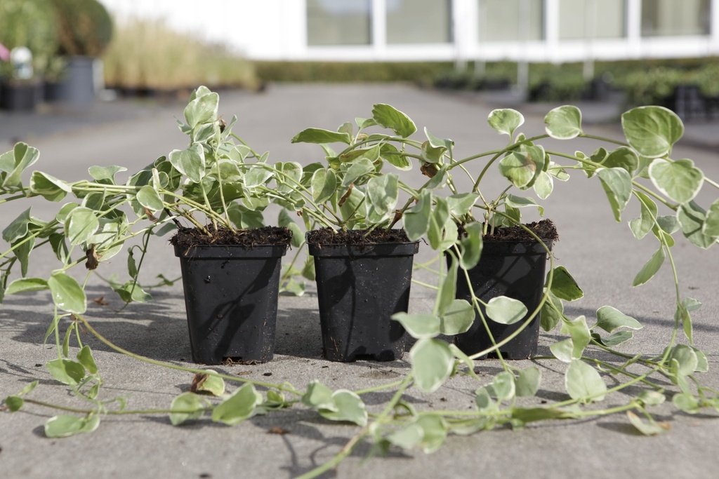 [P] Vinca major 'Variegata' cont. 0,4L (P9)