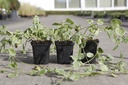 Vinca major 'Variegata' cont. 0,4L (P9)
