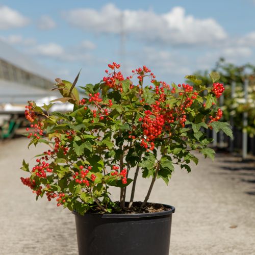[P] Viburnum opulus 'Compactum' cont. 18L 40-50 cm