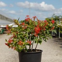Viburnum opulus 'Compactum' cont. 18L 40-50 cm