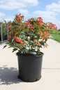 Viburnum opulus 'Compactum' cont. 18L 40-50 cm