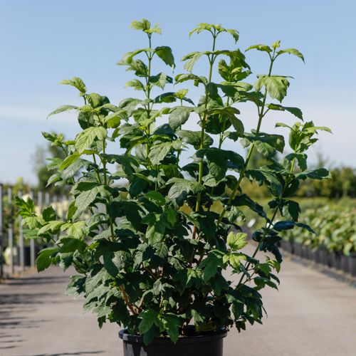 [P] Viburnum opulus 'Roseum' cont. 15L 100-125 cm +ф