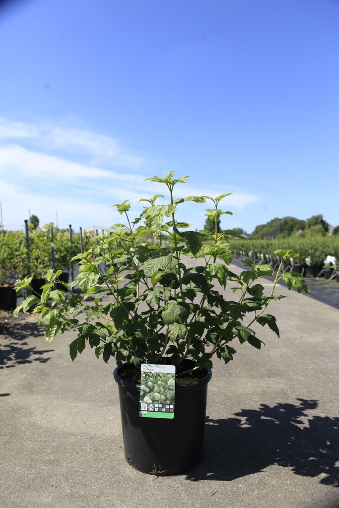 [P] Viburnum opulus 'Roseum' cont. 15L 100-125 cm +ф