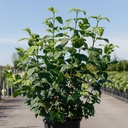 Viburnum opulus 'Roseum' cont. 15L 100-125 cm +ф