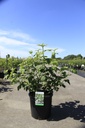 Viburnum opulus 'Roseum' cont. 15L 100-125 cm +p