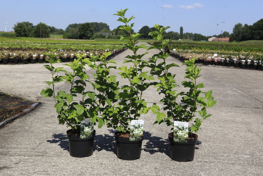 Viburnum opulus 'Roseum' Kont. 3,6L 60/+ cm +B