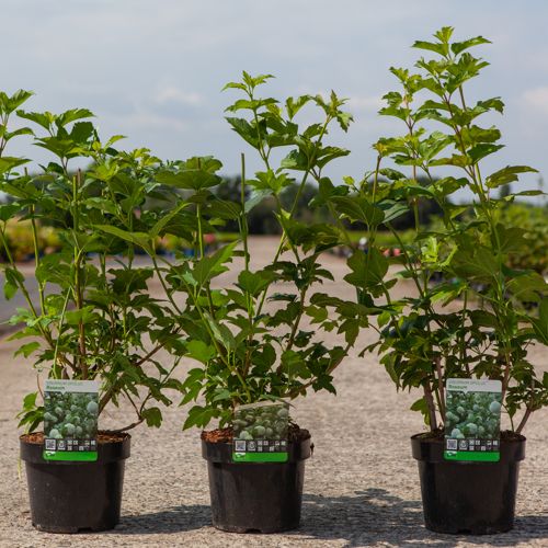 Viburnum opulus 'Roseum' cont. 3,6L 60/+ cm +p