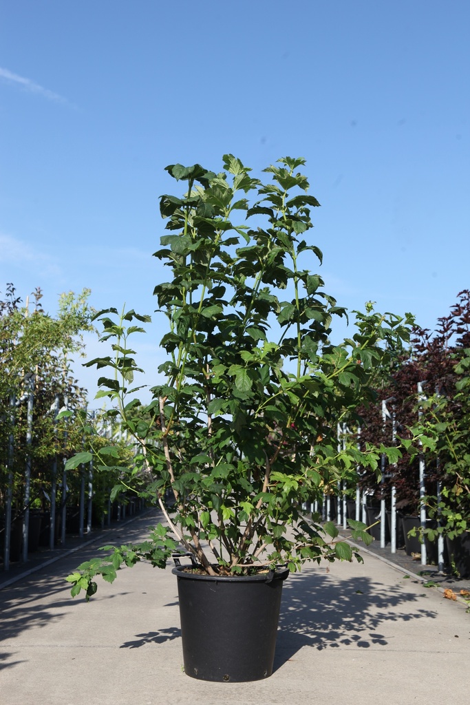 Viburnum opulus 'Roseum' cont. 35L 175/+ cm +p
