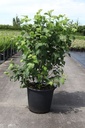 Viburnum opulus 'Roseum' cont. 35L 175/+ cm +p