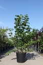 Viburnum opulus 'Roseum' cont. 35L 175/+ cm +p