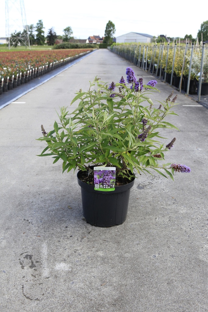 [P] Buddleja davidii 'Purple Emperor' cont. 10L 60-80 cm +B