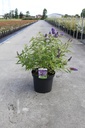Buddleja davidii 'Purple Emperor' Kont. 10L 60-80 cm +B