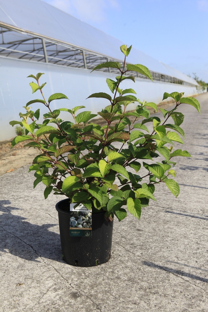 Viburnum plicatum 'Grandiflorum' cont. 12L 80/+ cm +f