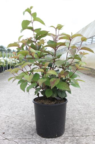 [P] Viburnum plicatum 'Grandiflorum' cont. 12L 80/+ cm +p