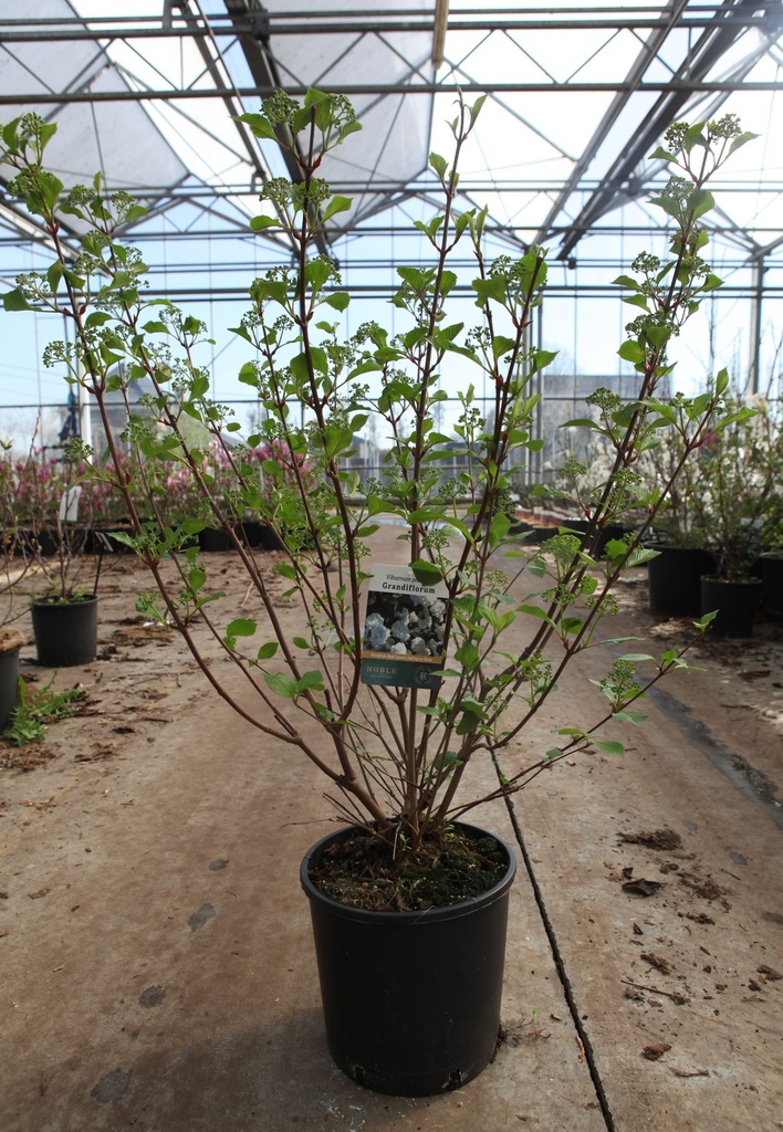 Viburnum plicatum 'Grandiflorum' cont. 12L 80/+ cm +p