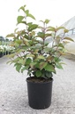 Viburnum plicatum 'Grandiflorum' cont. 12L 80/+ cm +ф
