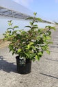 Viburnum plicatum 'Grandiflorum' cont. 12L 80/+ cm +f
