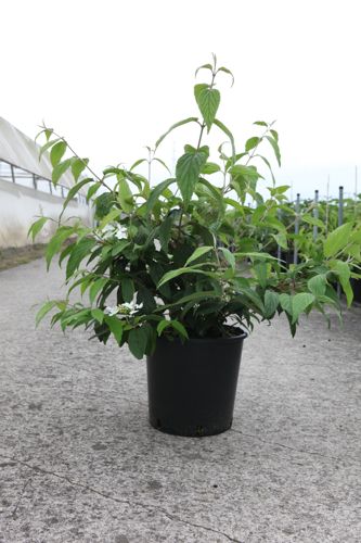 [P] Viburnum plicatum KILIMANDJARO (PBR) cont. 12L 80/+ cm +ф