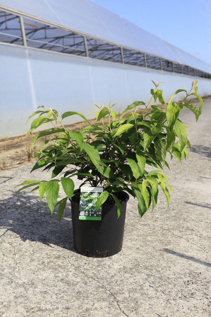 [P] Viburnum plicatum KILIMANDJARO (PBR) cont. 12L 80/+ cm +f