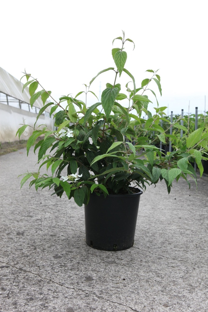 Viburnum plicatum KILIMANDJARO (PBR) cont. 12L 80/+ cm +p