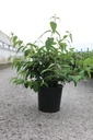 Viburnum plicatum KILIMANDJARO (PBR) cont. 12L 80/+ cm +p