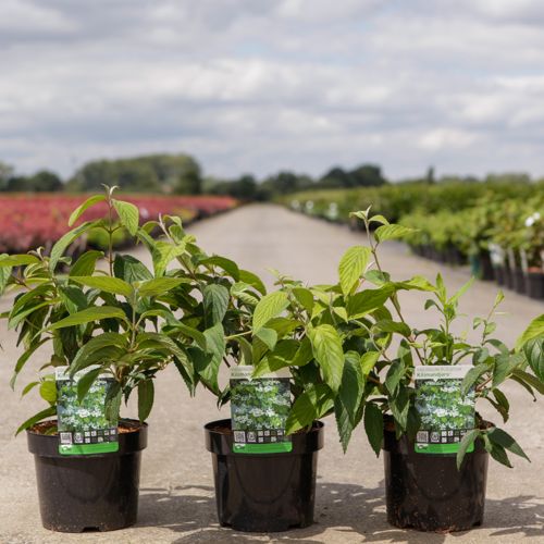 Viburnum plicatum KILIMANDJARO (PBR) cont. 3,6L 40-50 cm +ф
