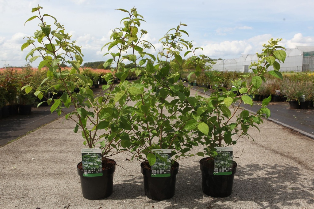 Viburnum plicatum KILIMANDJARO (PBR) cont. 3,6L 40-50 cm +p